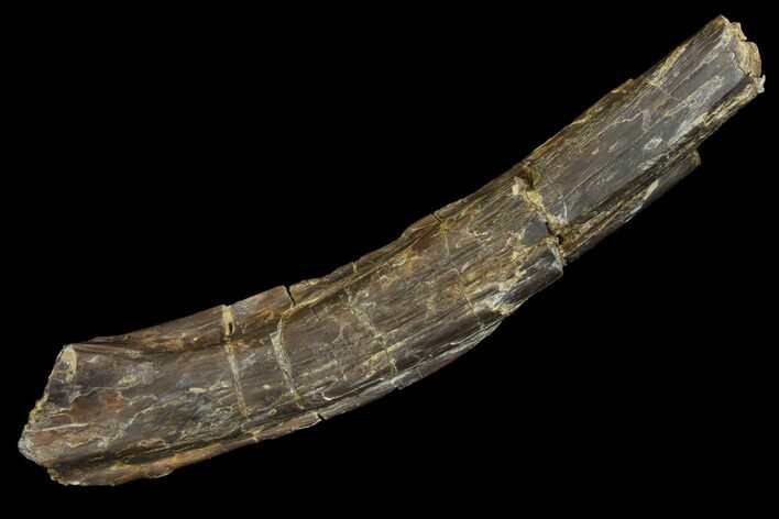Fossil Dimetrodon Spine (Vertebra Process) Section - Texas #155153